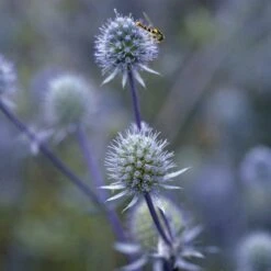 Blue Glitter Sea Holly (Eryngium) -Garden Wonders blue glitter sea holly