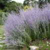 Blue Spires Russian Sage 2 Blue Spires Russian Sage -Garden Wonders blue spire russian sage 1