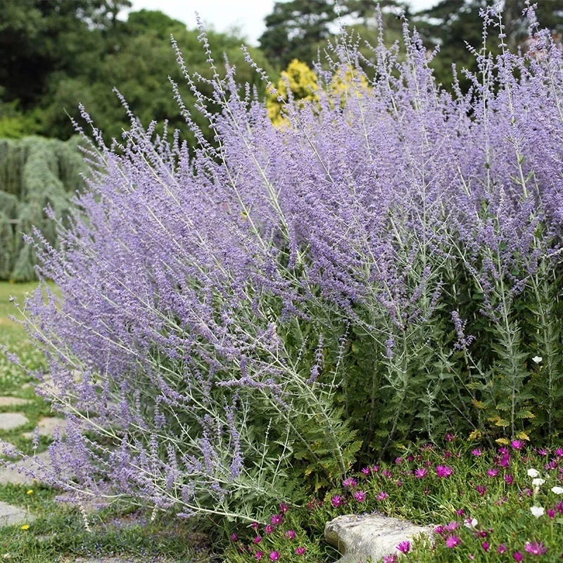 Blue Spires Russian Sage 3 Blue Spires Russian Sage