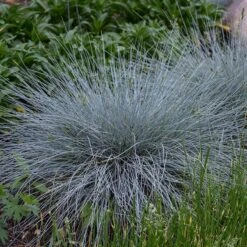 Blue Whiskers Fescue Grass -Garden Wonders blue whiskers fescue grass 3