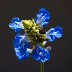 Blue Spike Salvia 6 Blue Spike Salvia -Garden Wonders bog sage salvia uliginosa cropped 2