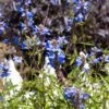 Blue Spike Salvia 1 Blue Spike Salvia -Garden Wonders bog sage salvia uliginosa cropped 3