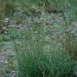 Hachita Blue Grama Grass Plugs 9 Hachita Blue Grama Grass Plugs -Garden Wonders bouteloua gracilis hachita3 1