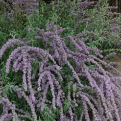 Silver Spring Blooming Butterfly Bush (Buddleia) -Garden Wonders buddleia alternafolia argentea