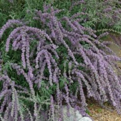 Silver Spring Blooming Butterfly Bush (Buddleia) -Garden Wonders buddleia alternafolia argentea cascading branches