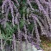 Silver Spring Blooming Butterfly Bush (Buddleia) -Garden Wonders buddleia alternafolia argentea close up