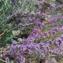 Silver Spring Blooming Butterfly Bush (Buddleia) -Garden Wonders buddleia alternifolia argentea