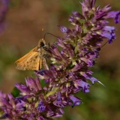 Blue Blazes Agastache -Garden Wonders butterfly on blue blazes hyssop