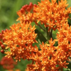 Butterfly Weed 10 Butterfly Weed -Garden Wonders butterfly weed 2