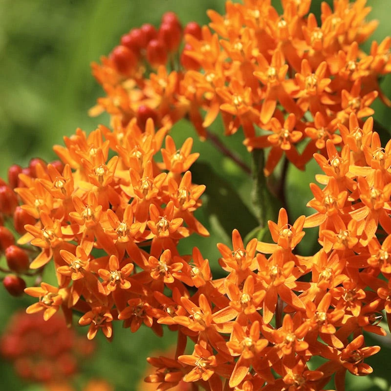Butterfly Weed 5 Butterfly Weed - Image 3