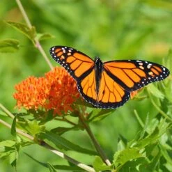 Butterfly Weed 11 Butterfly Weed -Garden Wonders butterfly weed 3