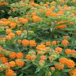 Butterfly Weed 12 Butterfly Weed -Garden Wonders butterfly weed 4