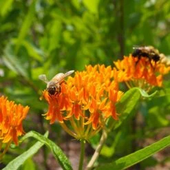 Butterfly Weed (Clay Form) -Garden Wonders butterfly weed asclepias tuberosa garden