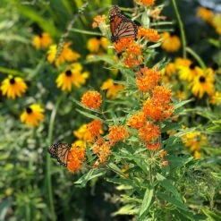 Garden Wonders -Garden Wonders butterfly weed black eyed susan butterflies