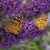 Buzz® Midnight Butterfly Bush (Buddleia) -Garden Wonders buzz midnight butterfly bush buddleia purple