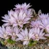 Miniature Chin Cactus (Gymnocalycium) 2 Miniature Chin Cactus (Gymnocalycium) -Garden Wonders cactus gymnocalycium bruchii cropped 1