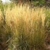 Karl Foerster Feather Reed Grass -Garden Wonders calamagrostis acutiflora karl foerster grass 3