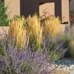 Karl Foerster Feather Reed Grass -Garden Wonders calamagrostis karl foerster w russian sage 3