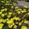 Sundrops (Calylophus) -Garden Wonders calylophus drummondii 1