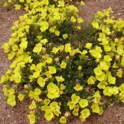 Sundrops (Calylophus) -Garden Wonders calylophus drummondii 3