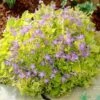 Dickson's Gold Bellflower (Campanula) -Garden Wonders campanula dicksons gold 1
