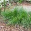 Appalachian Sedge -Garden Wonders carex appalachica hoffman cropped 2 2