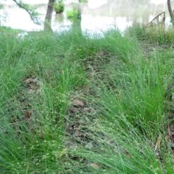 Appalachian Sedge -Garden Wonders carex appalachica hoffman cropped 3 1