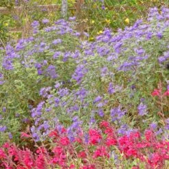 Dark Knight Caryopteris -Garden Wonders caryopteris dark knight bush