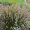 Caspian Feather Reed Grass -Garden Wonders caspian feather reed grass