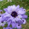 Cupid's Dart (Catanache) -Garden Wonders catananche caerulea cupids dart flowers