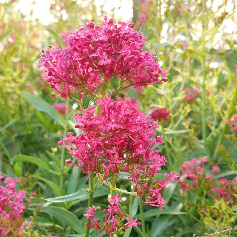 Rosy Trio Valerian Collection (Centranthus) 4 Rosy Trio Valerian Collection (Centranthus) - Image 2