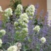White Valerian (Centranthus) 2 White Valerian (Centranthus) -Garden Wonders centranthus ruber albus and nepeta