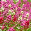 Rosy Trio Valerian Collection (Centranthus) 1 Rosy Trio Valerian Collection (Centranthus) -Garden Wonders centranthus ruber jupiters beard cropped