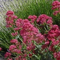Pink Valerian (Centranthus) 5 Pink Valerian (Centranthus) -Garden Wonders centranthus ruber roseus jupiters beard