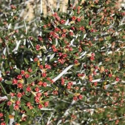 Littleleaf Mountain Mahogany (Cercocarpus) -Garden Wonders cercocarpus intricatus flowers red