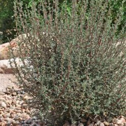 Littleleaf Mountain Mahogany (Cercocarpus) -Garden Wonders cercocarpus intricatus whole plt rock garden