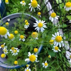 Alternative Lawn Wildflower Seed Mix -Garden Wonders chamomile potted