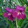 Lucretia Hamilton Desert Willow 1 Lucretia Hamilton Desert Willow -Garden Wonders chilopsis lucrietia hamilton close up