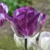 Colorado Proud Triumph Tulip -Garden Wonders colorado proud tulip purple