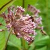 Common Milkweed -Garden Wonders common milkweed seeds pollinators