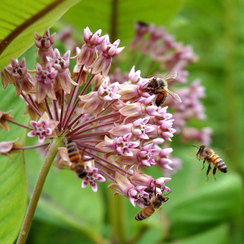 Common Milkweed 3 Common Milkweed