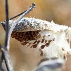 Common Milkweed 10 Common Milkweed -Garden Wonders common milkweed seeds seed pod
