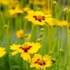 Sterntaler Coreopsis -Garden Wonders coreopsis sterntaler tickseed 37945