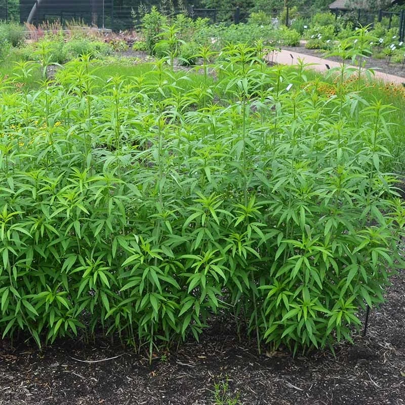 Gold Standard Coreopsis 5 Gold Standard Coreopsis - Image 3