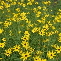 Gold Standard Coreopsis 7 Gold Standard Coreopsis -Garden Wonders coreopsis gold standard northcreek cropped