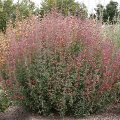 Coronado® Red Agastache -Garden Wonders coronado red agastache full plant