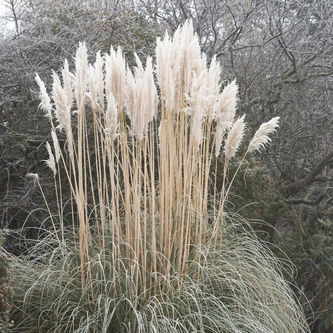 Dwarf Pampas Grass 4 Dwarf Pampas Grass - Image 2