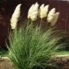Dwarf Pampas Grass -Garden Wonders cortaderia selloana pumila 2