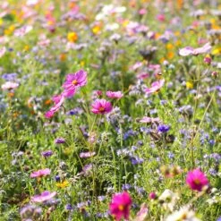 Dry Area Wildflower Seed Mix -Garden Wonders cosmos bachelor buttons meadow