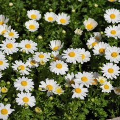 Alternative Lawn Wildflower Seed Mix -Garden Wonders creeping daisy